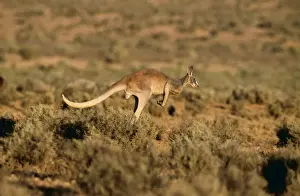 Hopping Prints: Red kangaroo JPF 11412 Megaleia rufa - Adult male