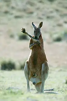 Kangaroo Prints: Red Kangaroo JPF 2570 Licking forearms to cool down (evaporation)