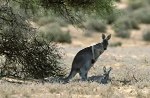 In Shade Prints: Red Kangaroo Lying down in shade