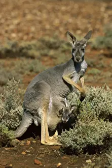 Red Kangaroo (Macropus rufus) female with joey in pouch, Kinchega National Park, far western New South Wales, Australia JPF43442