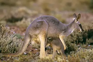 Red Kangaroo (Macropus rufus) female with joey suckling (half in pouch), Western New South Wales, Australia JPF43197