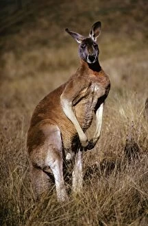Images Dated 19th January 2009: Red Kangaroo - Male - Australia JPF01752