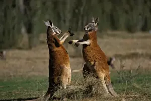 Red Kangaroo - Males fighting - Western New South Wales, Australia JPF02123