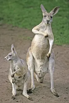 Red Kangaroo - mother with young animal or joey, Emmen, Holland