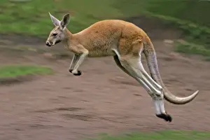 Kangaroo Prints: Red Kangaroo - in motion, leaping, Emmen, Holland