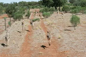 Red Kangaroo New South Wales, Australia