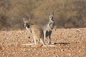 Images Dated 9th March 2009: Red Kangaroo - Pair - Male is red and female blue and known as Blue Flier