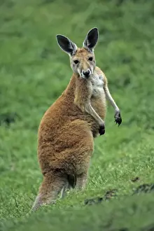 Red Kangaroo - portrait of young animal or joey, Emmen, Holland