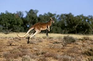 Red kangaroo - running