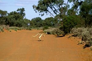 Red kangaroo - running across dry river bed