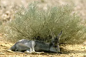 In Shade Prints: Red Kangaroo - Sleeping in shade during heat - Australia JPF43190