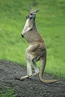Red Kangaroo - standing on hind legs, balancing on its tail