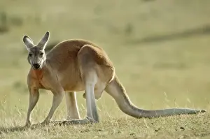 Kangaroo Prints: Red Kangaroo Western New South Wales, Australia