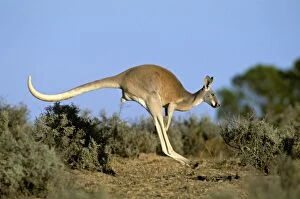 Red Kangaroo - Young male in locomotion hopping