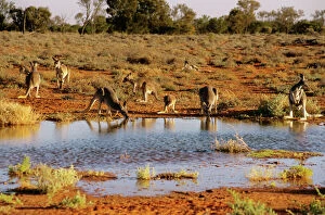 Red kangaroos - drinking