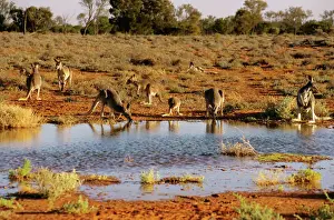 Drinking Prints: Red kangaroos - drinking Broken Hill, far western New South Wales, Australia BIR00371