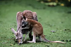 Red kangaroos - Joey playing with mother Western New South Wales, Australia JPF04535