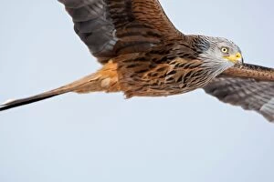 Red Kite adult close-up in flight