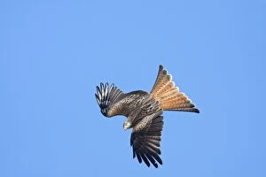 Images Dated 20th March 2009: Red kite - adult in flight - diving catching early morning sun, Powys, Wales, UK