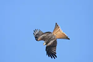 Powys Prints: Red kite - adult in flight - diving catching early morning sun, Powys, Wales, UK