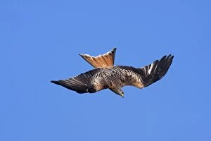 Images Dated 20th March 2009: Red kite - adult in flight - diving in early morning sun, Powys, Wales, UK
