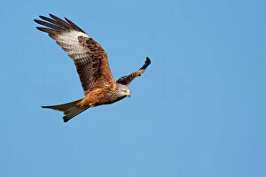 Bird Of Prey Collection: Red Kite - adult in flight, Powys, Wales, UK