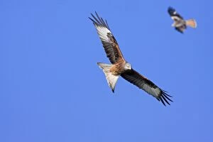 Images Dated 20th March 2009: Red kite - adults in flight soaring, Powys, Wales, UK