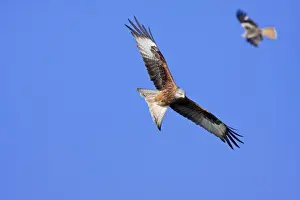 Powys Prints: Red kite - adults in flight soaring, Powys, Wales, UK