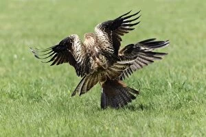Red Kite - attacking Black Kite on ground (Milvus