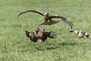 Images Dated 18th April 2011: Red Kite - attacking Common Buzzard (Buteo buteo)
