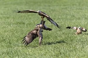Buteo Gallery: Red Kite - attacking Common Buzzard (Buteo buteo)