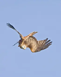 Red kite - diving West Wales UK 005412