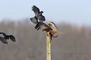 Crow Gallery: Red Kite - on fence post with carrion - being mobbed