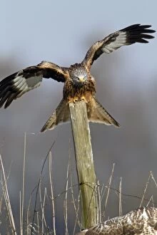 Approaching Gallery: Red Kite - on fence post  - in threatening posture