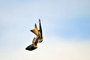 Images Dated 15th May 2011: Red Kite - in flight