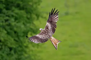 Red Kite - in flight