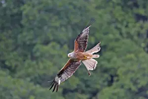 Red Kite - in flight