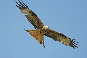 Raptors Collection: Red Kite - in flight