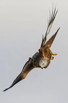 Birds Gallery: Red Kite - in flight - Catile and Leon, Spain