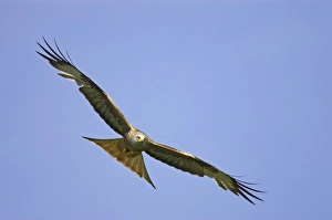Images Dated 24th September 2005: Red Kite - in flight Gigrin Farm, Wales BI003095