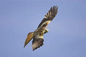 Images Dated 24th September 2005: Red Kite - in flight Gigrin Farm, Wales BI003115