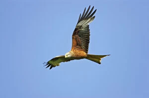 Raptors Collection: Red Kite - in flight Gigrin Farm, Wales BI003134
