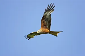 Raptors Collection: Red Kite - in flight Gigrin Farm, Wales BI003134