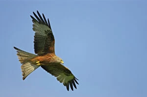 Raptors Collection: Red Kite - in flight Gigrin Farm, Wales BI003143