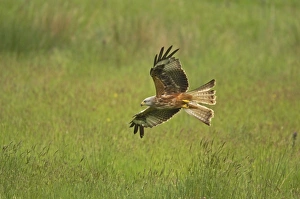 Images Dated 24th September 2005: Red Kite - in flight Gigrin Farm, Wales BI003166