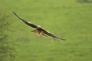 Images Dated 24th September 2005: Red Kite - in flight Gigrin Farm, Wales BI003169