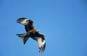 Images Dated 23rd November 2005: Red Kite - in flight. Protected species. UK