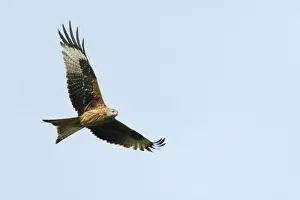 Red Kite - in flight, region of Alentejo, Portugal