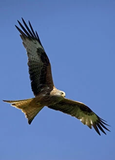 Images Dated 22nd June 2005: Red Kite in flight at RSPB site, UK - situated at Gigrin Farm, Rhayade, r Powys