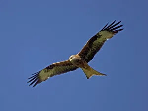 Raptors Collection: Red Kite in flight at RSPB site Wales, UK - at Gigrin Farm, Rhayade, r Powys